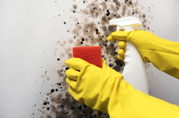 Best Certified Mold Removal  in Carbondale, CO