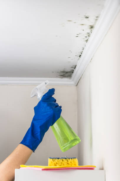 Trusted Carbondale, CO Mold Removal Experts